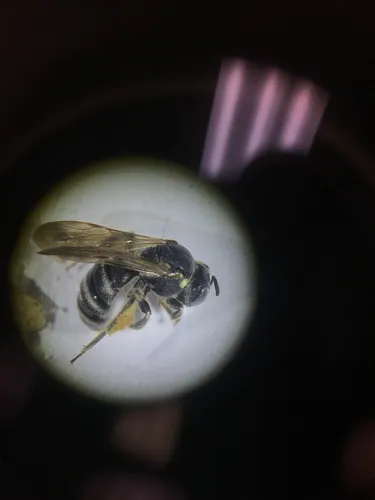 Protandrena bancrofti