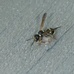 White-banded Potter Wasp thumbnail 3
