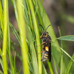 Nysson plagiatus thumbnail 2