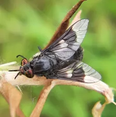 Benign Deer Fly thumbnail 1