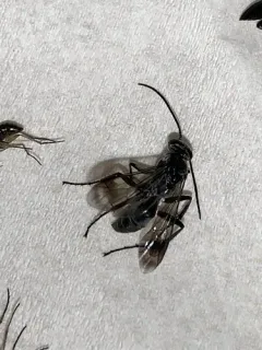 Agenioideus humilis thumbnail 2