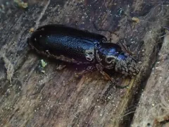 Necklace-horned Dead Log Beetle thumbnail 2