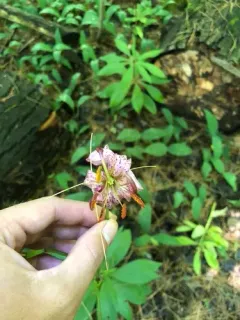 Martagon Lily thumbnail 4