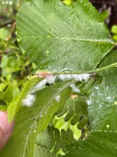 Psylla floccosa thumbnail 3