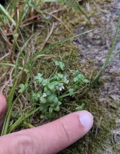 Highland Saxifrage thumbnail 4