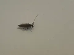 Forest Cockroach thumbnail 2