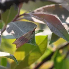 Sparganothis violaceana thumbnail 3
