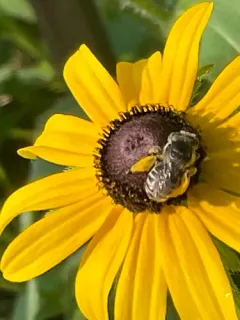 Melissodes subillatus thumbnail 1