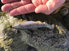 Plains Sucker thumbnail 1