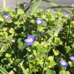 bird's-eye speedwell thumbnail 2
