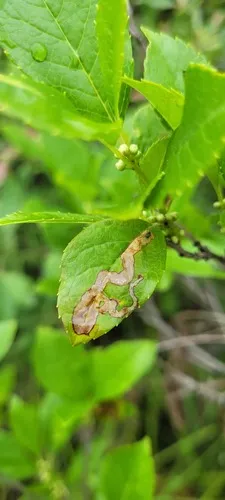 Phytomyza wiggii