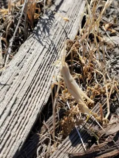 Pale Toothpick Grasshopper thumbnail 3