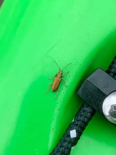 Gold reed beetle