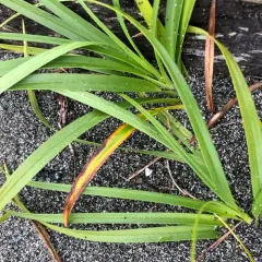 big-head sedge thumbnail 4