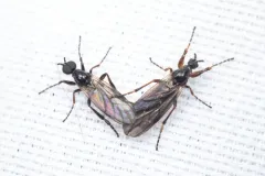 Bibio fluginatus thumbnail 2