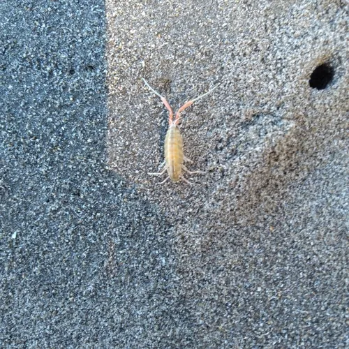 California Beach Flea