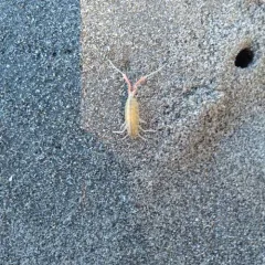 California Beach Flea thumbnail 1