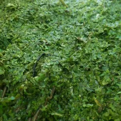 Ivy-leaved Duckweed thumbnail 2