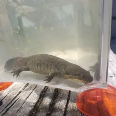 Western Tiger Salamander thumbnail 1