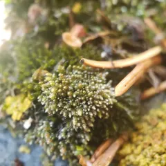 Silvery Bryum thumbnail 4