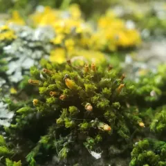 Blunt-leaved Bristle Moss thumbnail 2