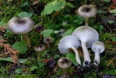 Hygrophorus fuscoalboides thumbnail 4