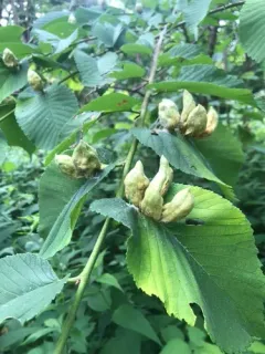 Slippery Elm Gall Aphid thumbnail 3
