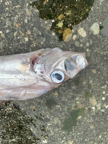 King-of-the-salmon