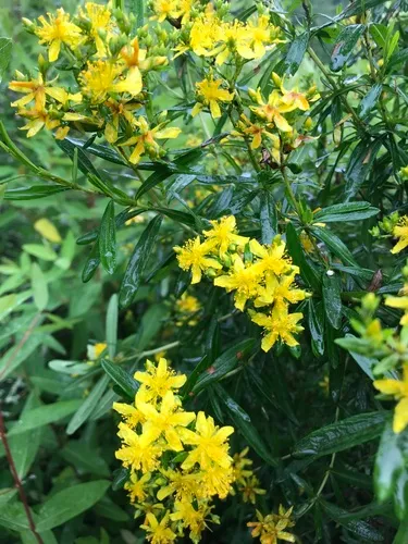 bushy St. John's Wort