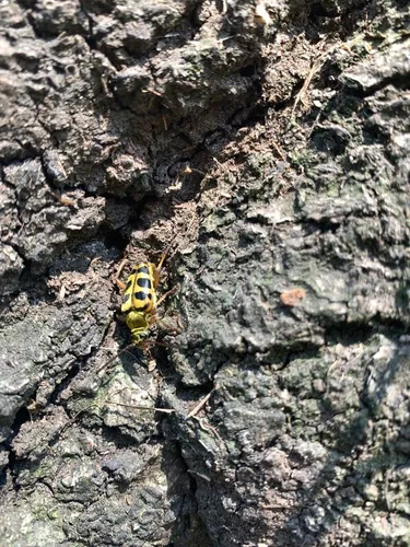 Strophiona laeta