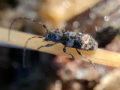 Mixed-spotted Flatface Sawyer thumbnail 2