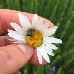 Bee-mimic Beetle thumbnail 4