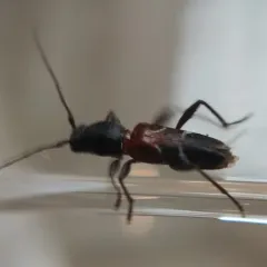 Grape Trunk Borer thumbnail 2