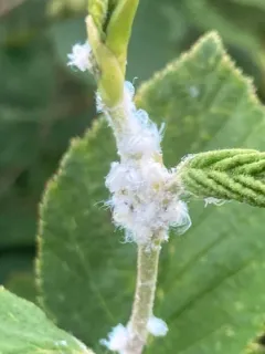 Psylla floccosa thumbnail 4