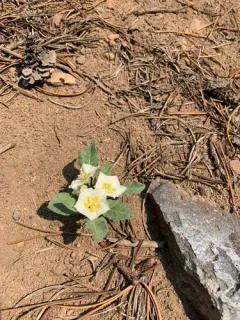 dwarf chamaesaracha thumbnail 3