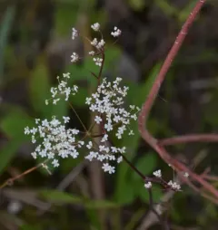 Burnet-saxifrage thumbnail 2