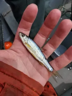 Eastern Silvery Minnow thumbnail 3
