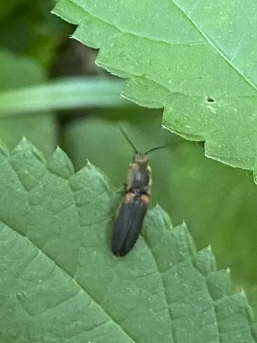 Red-shouldered Click Beetle