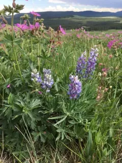 Wyeth's Lupine thumbnail 1