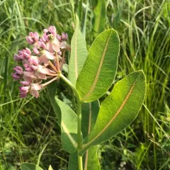 prairie milkweed thumbnail 4