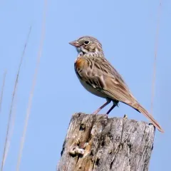 Vesper Sparrow thumbnail 3