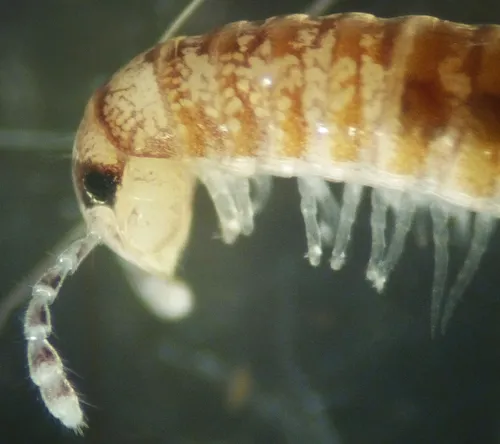 Okeanobates americanus