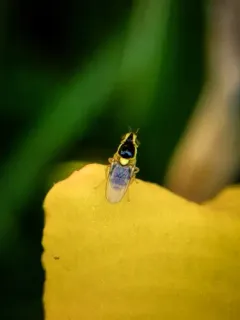Thaumatomyia grata thumbnail 4