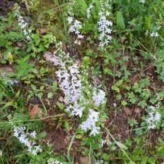 pale-spiked lobelia thumbnail 2