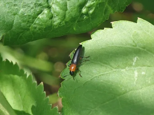Languria angustata