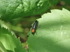 Languria angustata thumbnail 1