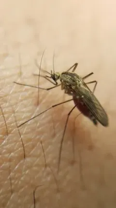 Snow Mosquito thumbnail 2