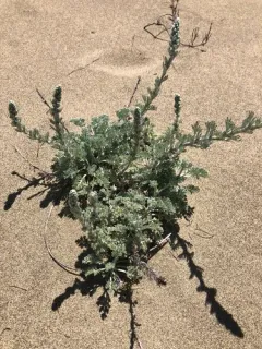 coastal sagewort thumbnail 4