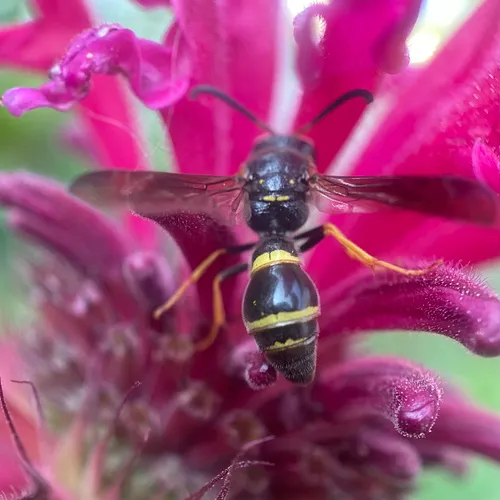 Tapered Mason Wasp