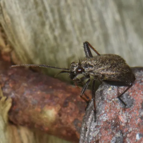 jumping plant bug